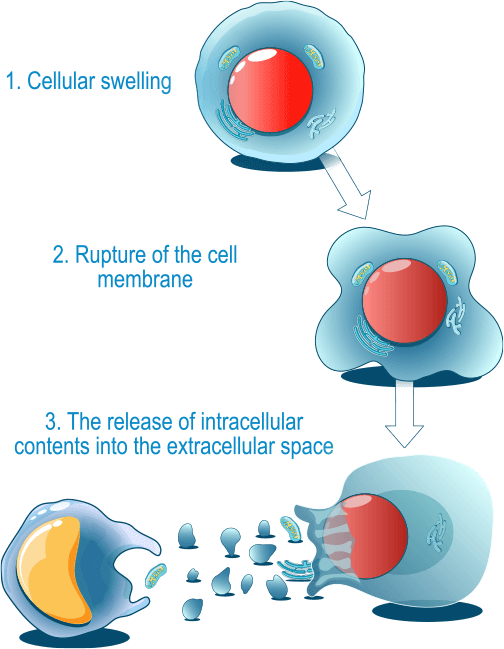 InfoGraph: Steps of celluar aging